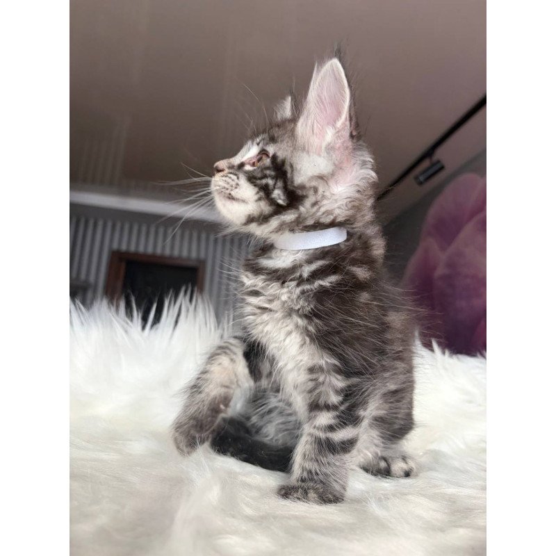 Maine Coon EZ Yeager