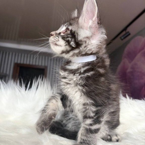 Maine Coon EZ Yeager