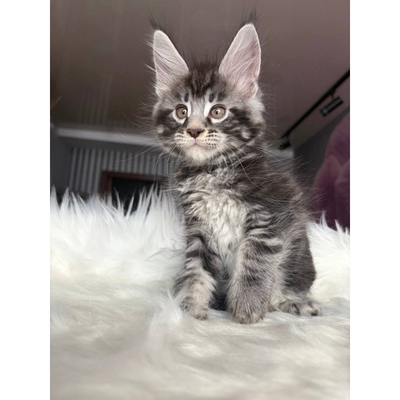 Maine Coon EZ Yeager