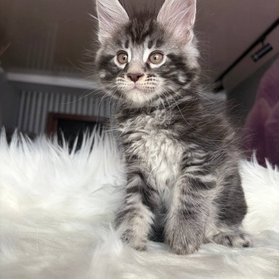 Maine Coon EZ Yeager
