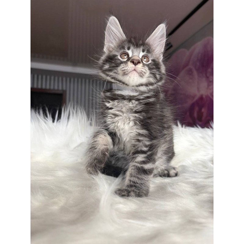 Maine Coon EZ Yeager