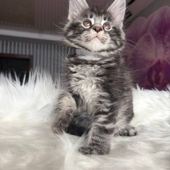 Maine Coon EZ Yeager