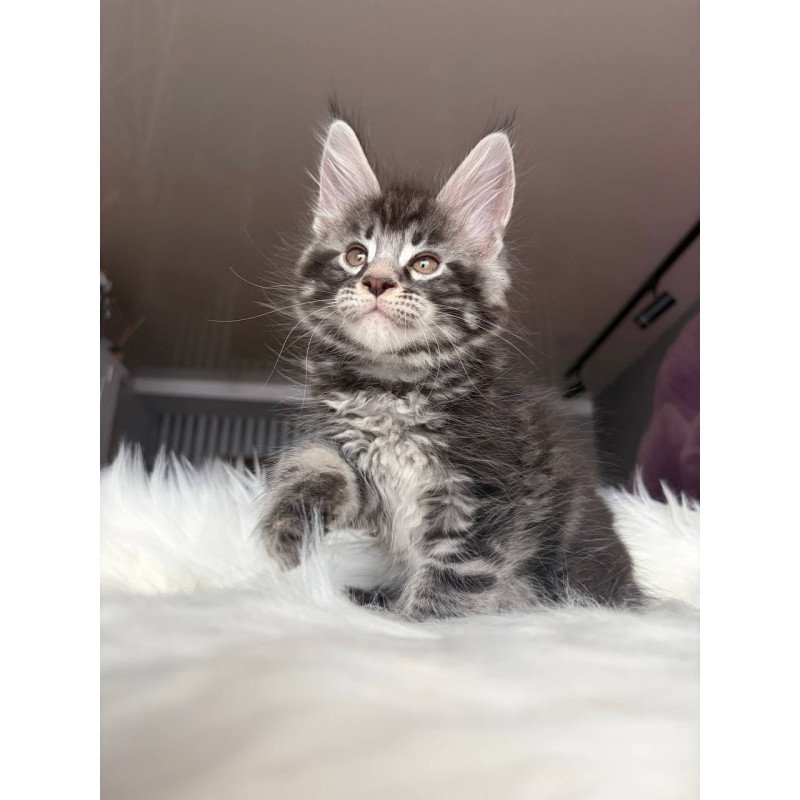 Maine Coon EZ Yeager