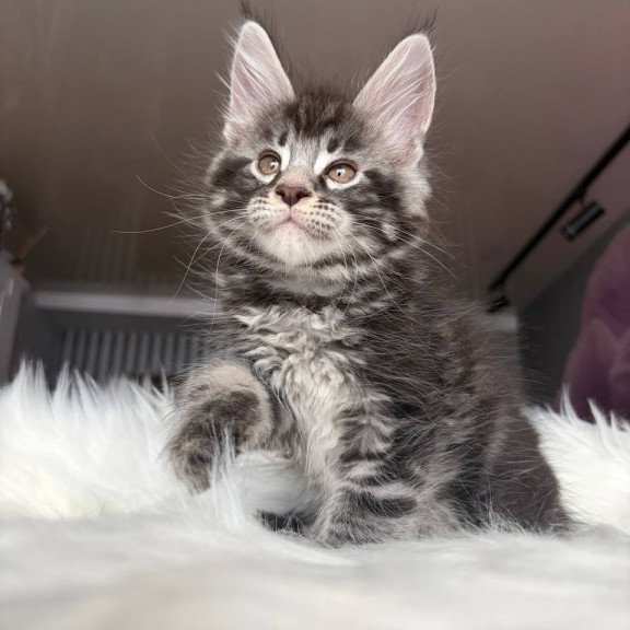 Maine Coon EZ Yeager