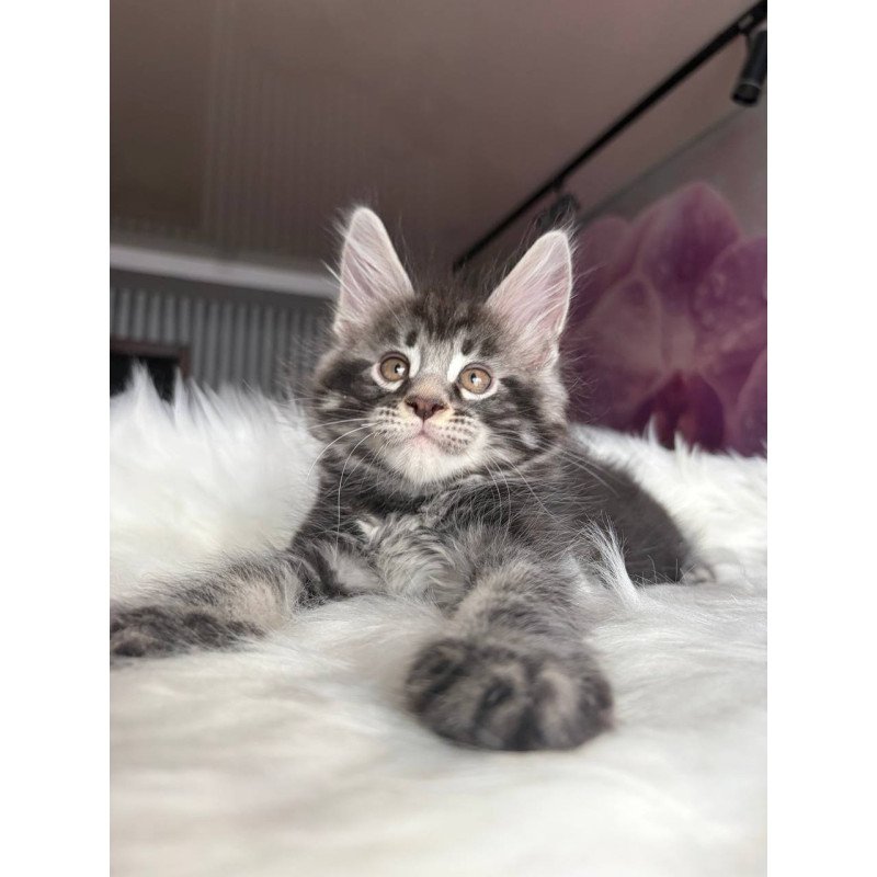 Maine Coon EZ Yeager