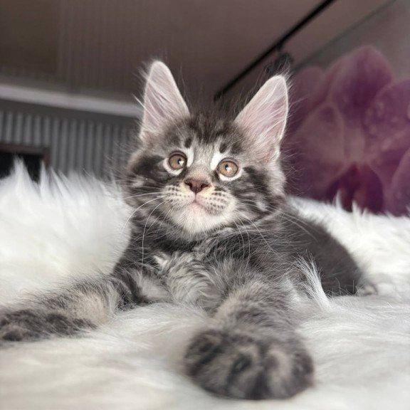 Maine Coon EZ Yeager