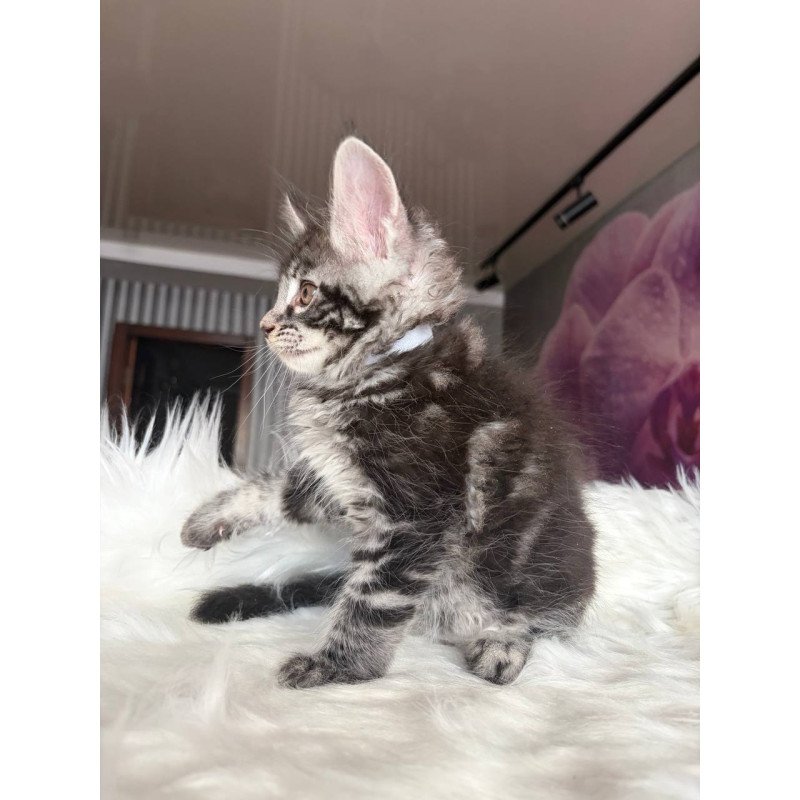 Maine Coon EZ Yeager
