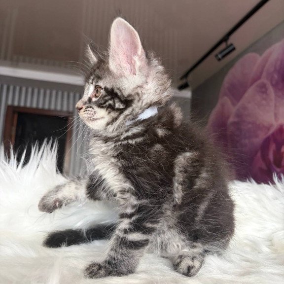 Maine Coon EZ Yeager