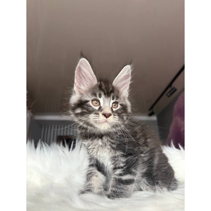 Maine Coon EZ Yeager