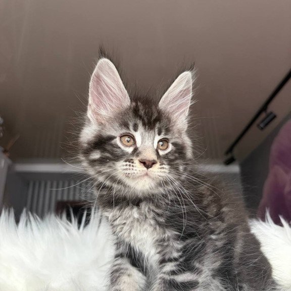 Maine Coon EZ Yeager