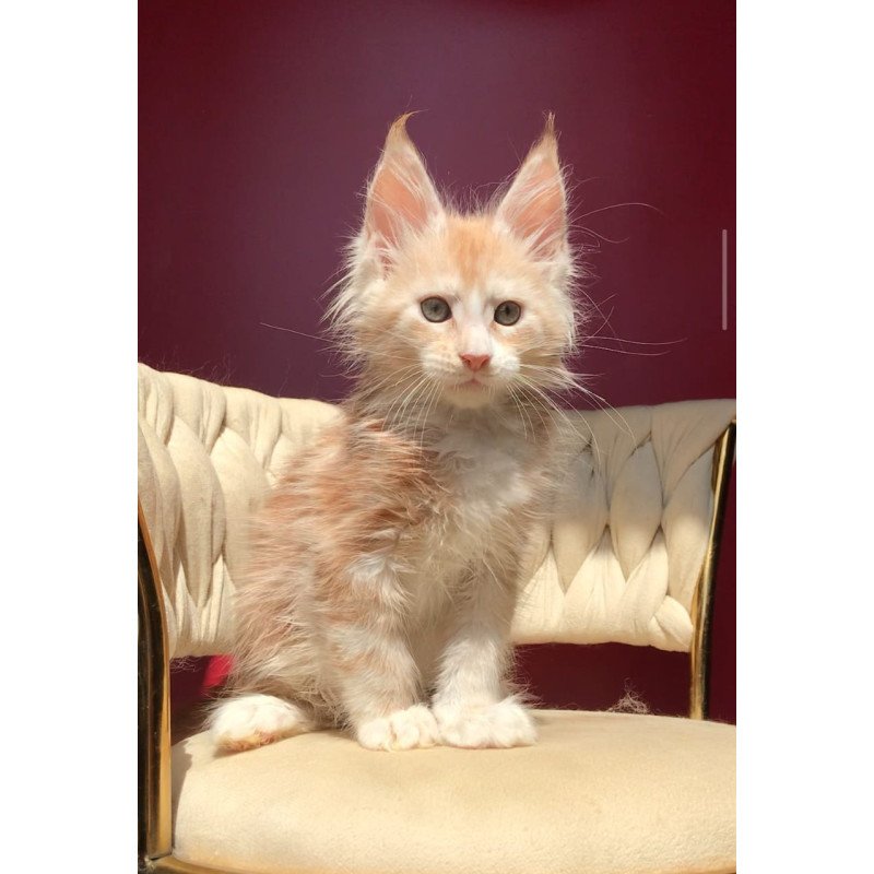 Maine Coon EZ Yarik
