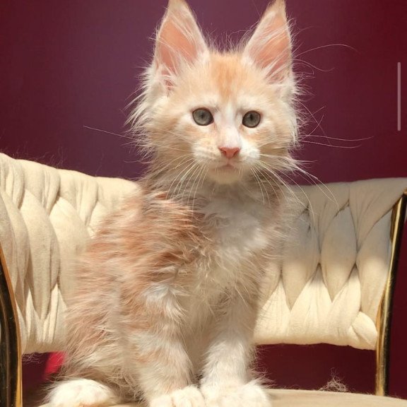 Maine Coon EZ Yarik