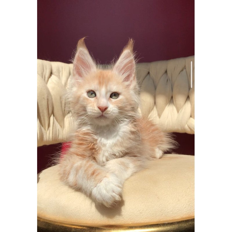 Maine Coon EZ Yarik