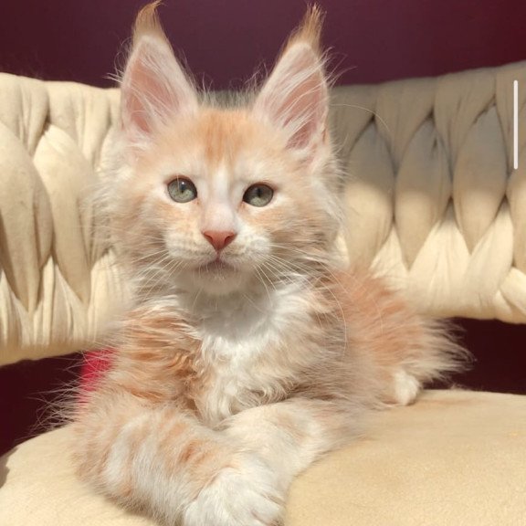 Maine Coon EZ Yarik
