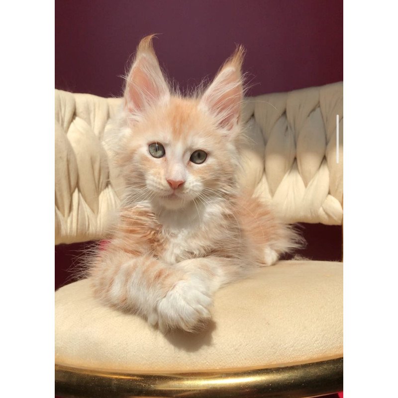 Maine Coon EZ Yarik