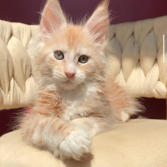Maine Coon EZ Yarik