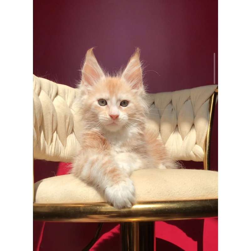 Maine Coon EZ Yarik