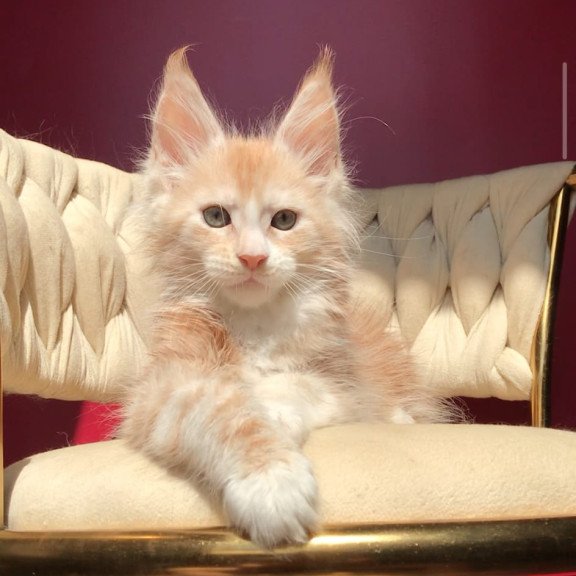 Maine Coon EZ Yarik