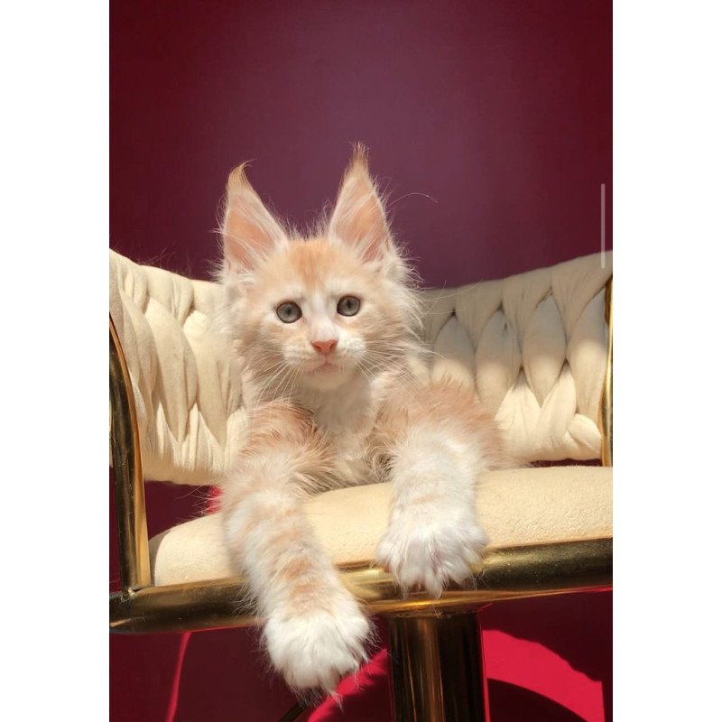 Maine Coon EZ Yarik