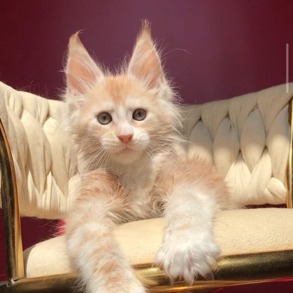Maine Coon EZ Yarik
