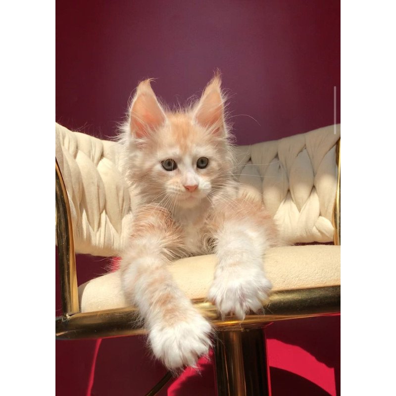 Maine Coon EZ Yarik