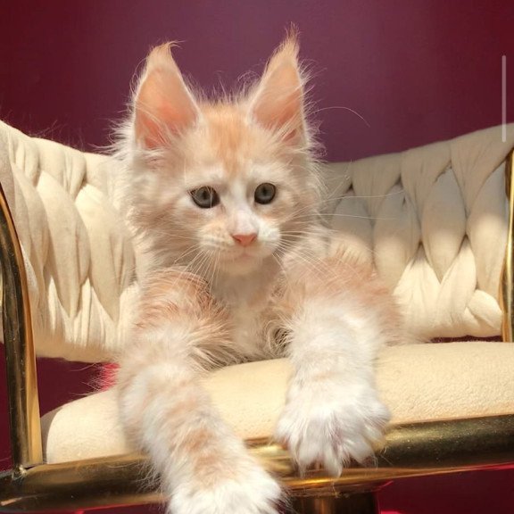 Maine Coon EZ Yarik