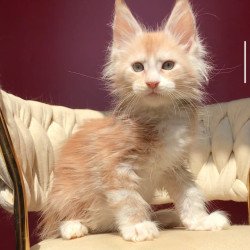 Maine Coon EZ Yarik