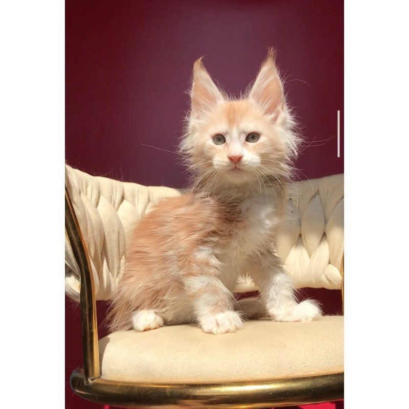 Maine Coon EZ Yarik