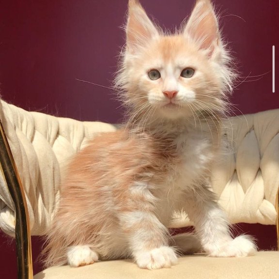 Maine Coon EZ Yarik