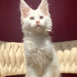 Maine Coon EZ Xanti