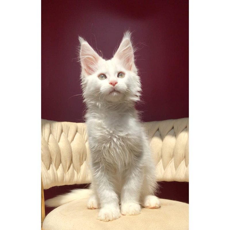 Maine Coon EZ Xanti