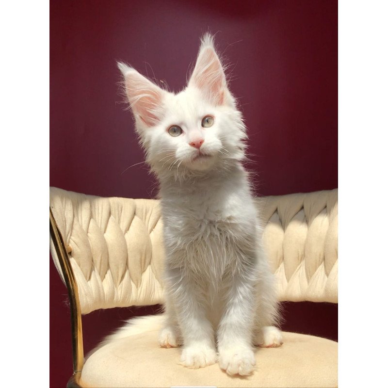 Maine Coon EZ Xanti