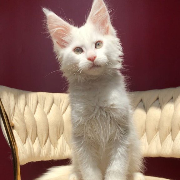 Maine Coon EZ Xanti