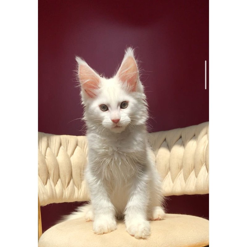 Maine Coon EZ Xanti