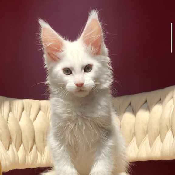 Maine Coon EZ Xanti