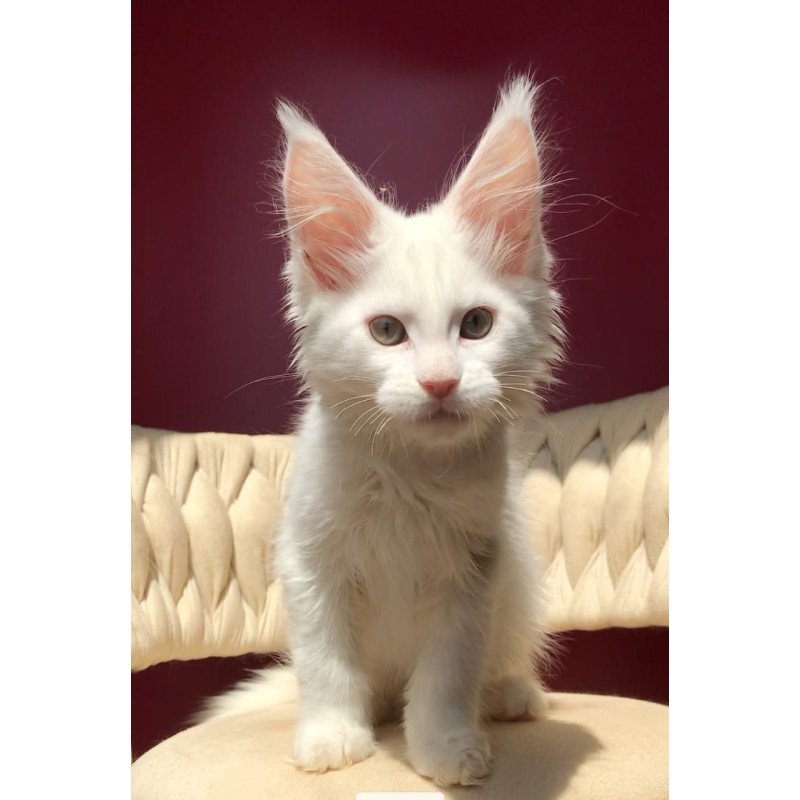 Maine Coon EZ Xanti