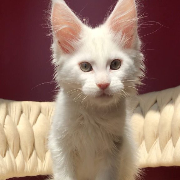 Maine Coon EZ Xanti