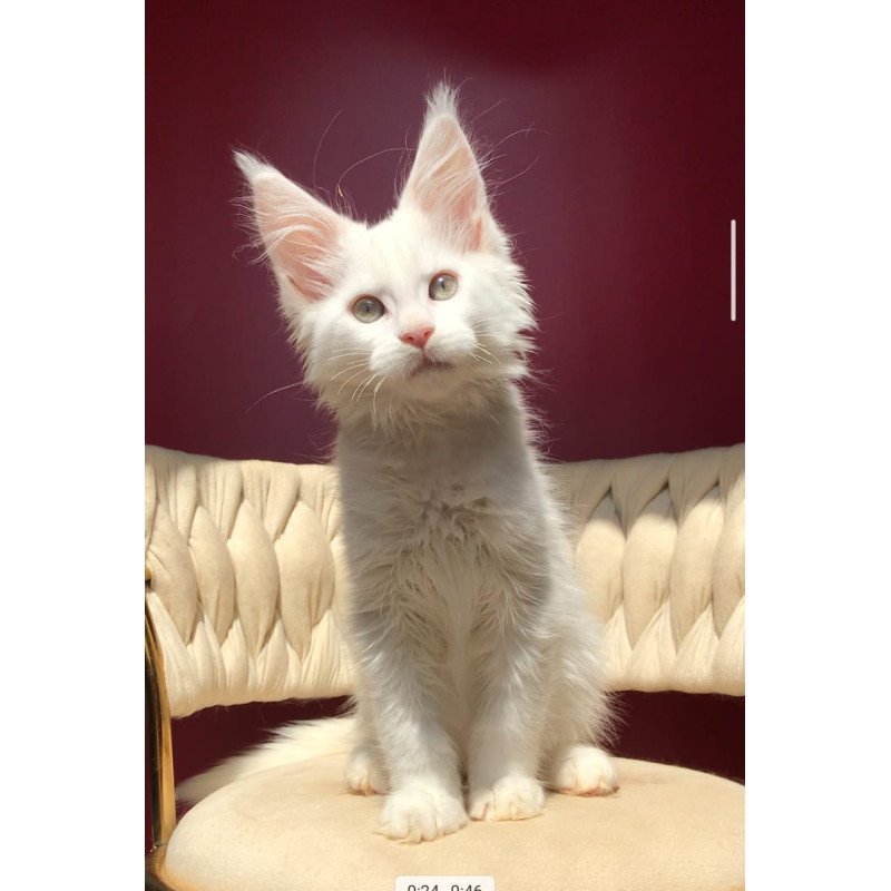 Maine Coon EZ Xanti