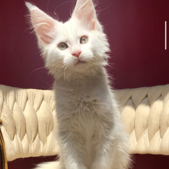 Maine Coon EZ Xanti