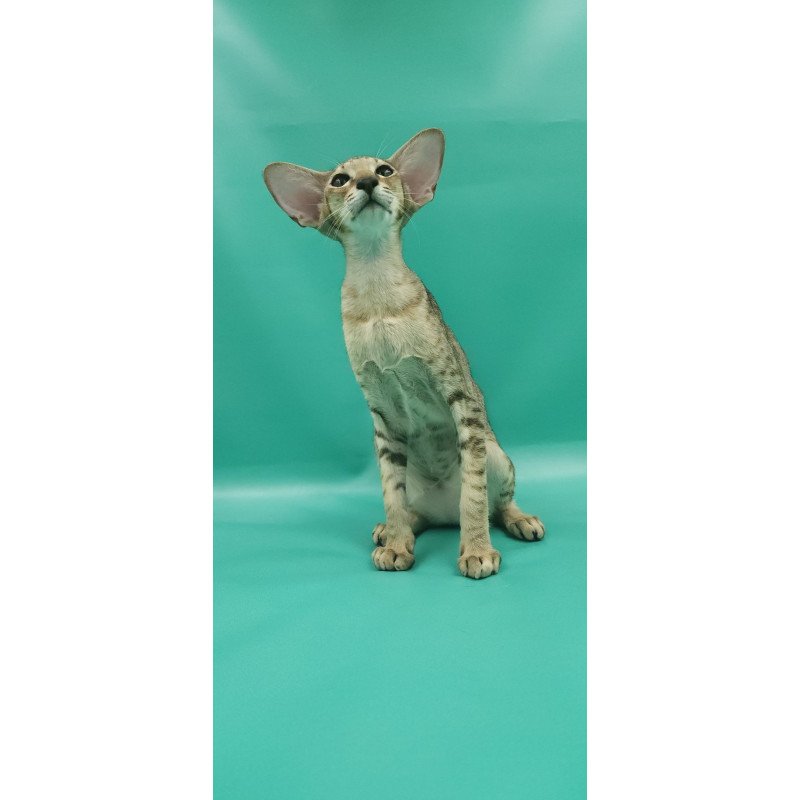 Oriental EZ Pollyanna