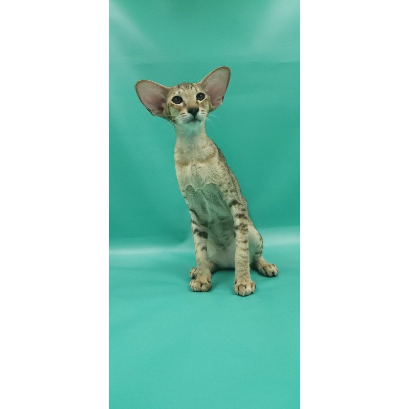 Oriental EZ Pollyanna