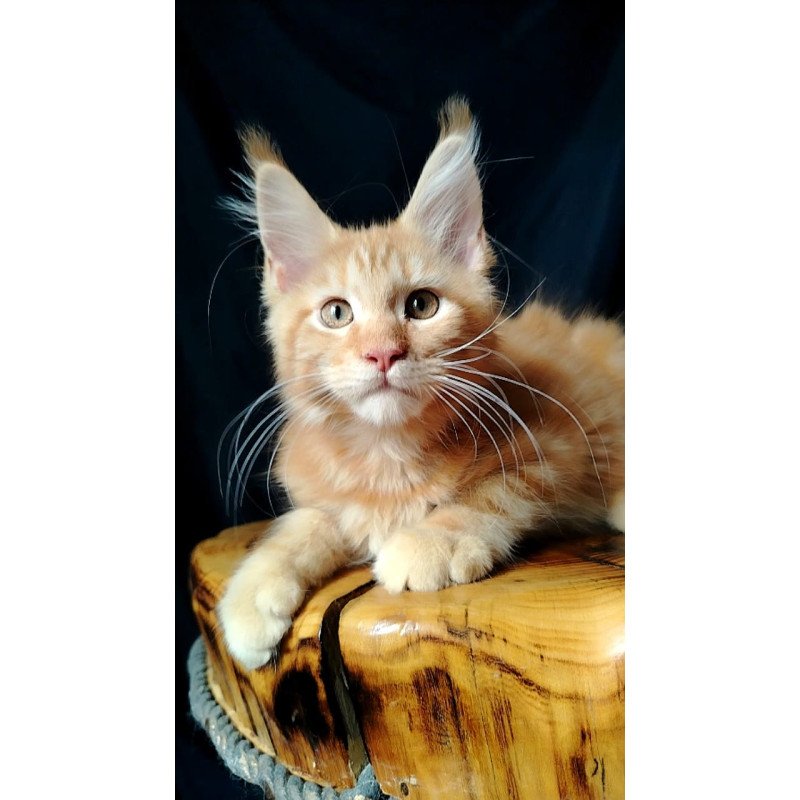 Maine Coon EZ Asol