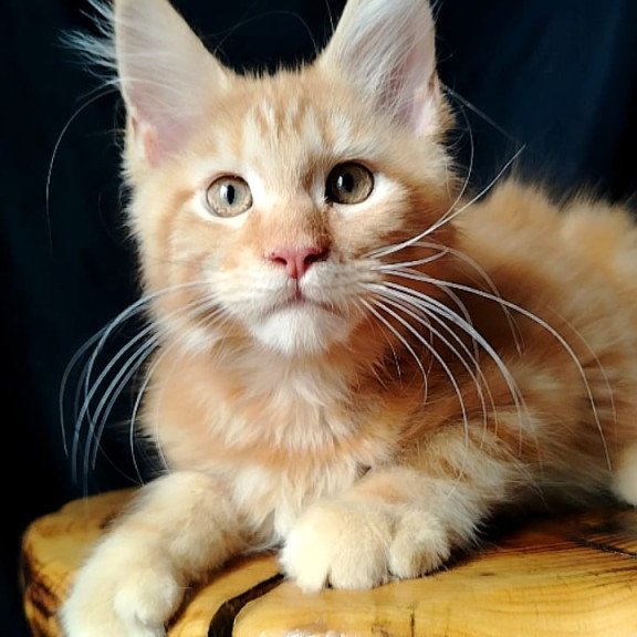 Maine Coon EZ Asol