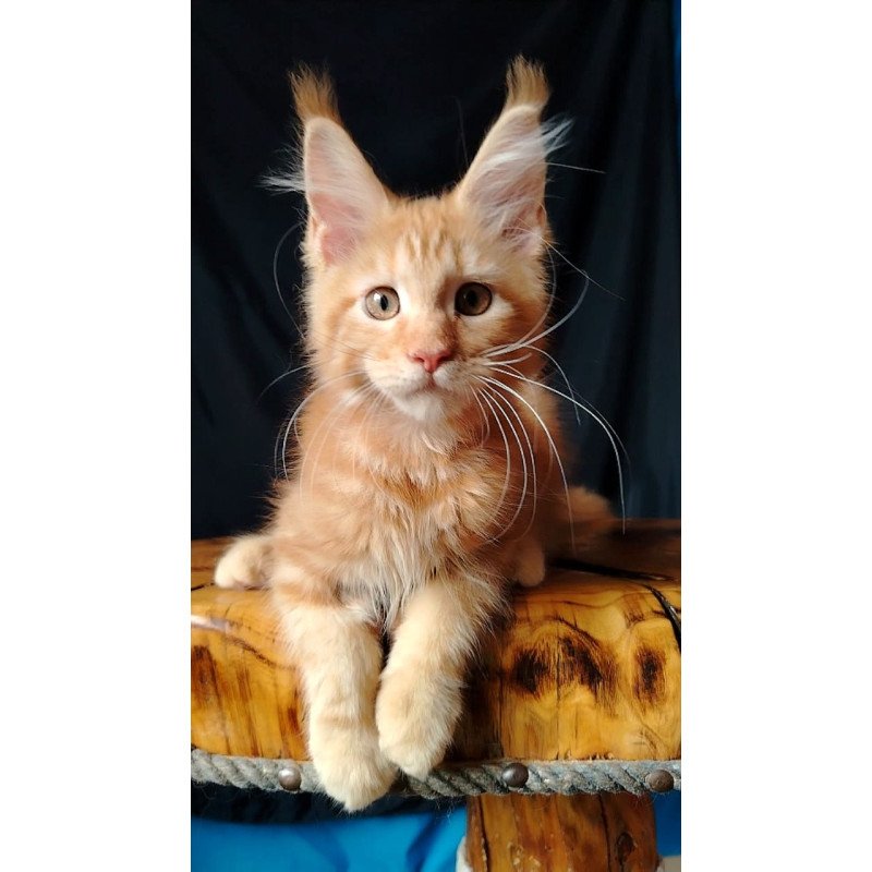 Maine Coon EZ Asol