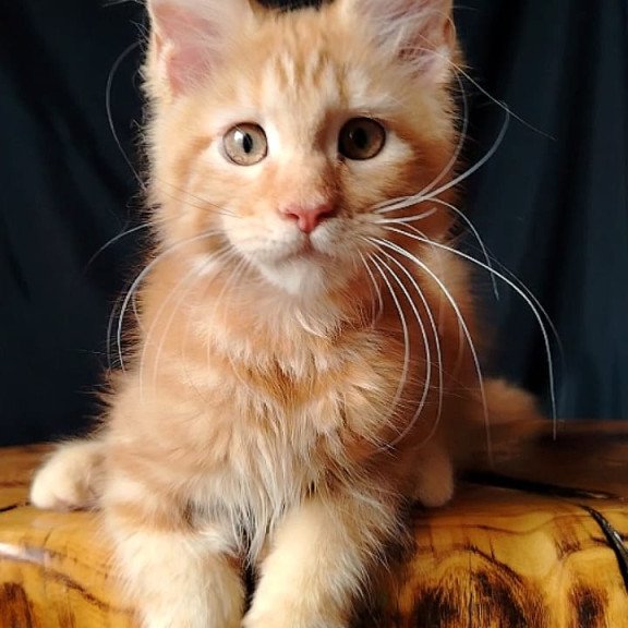 Maine Coon EZ Asol