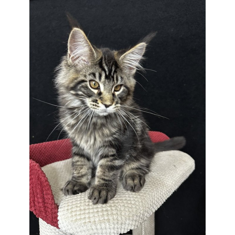 Maine Coon EZ Casper