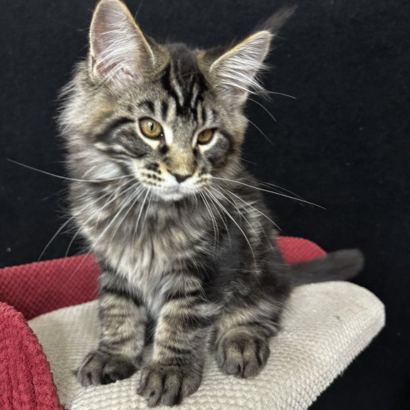Maine Coon EZ Casper