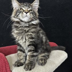 Maine Coon EZ Casper