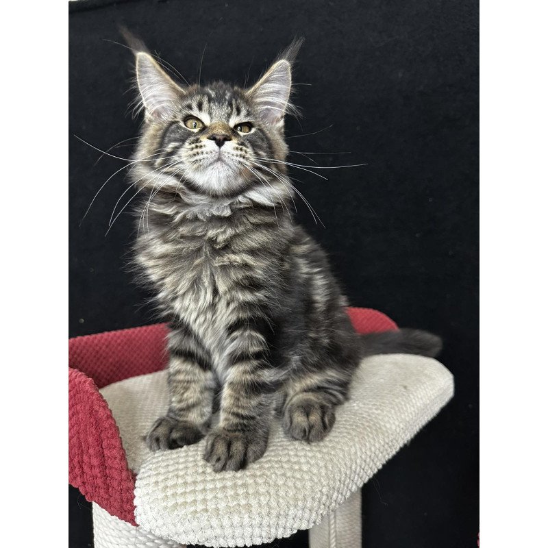 Maine Coon EZ Casper