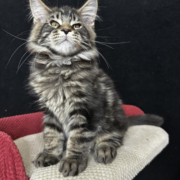 Maine Coon EZ Casper